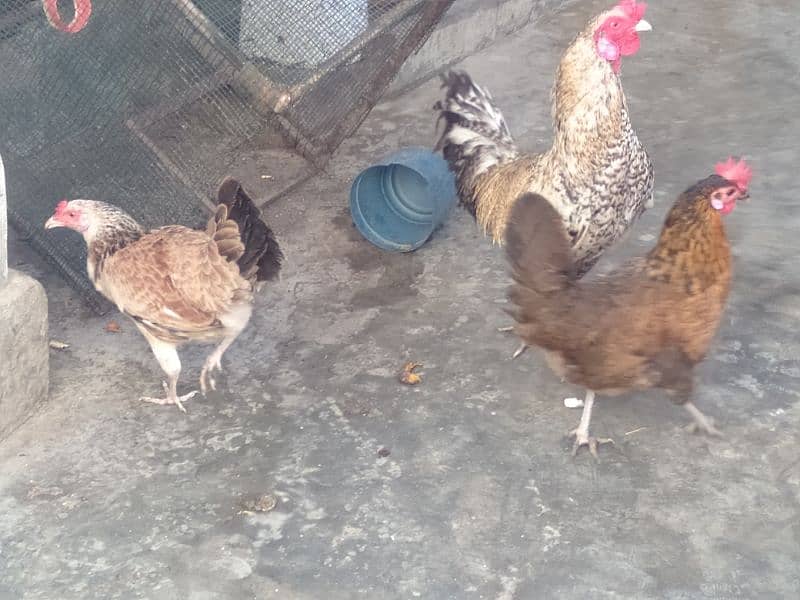 emergency hens for sale Whatsapp no. 03278256172 2