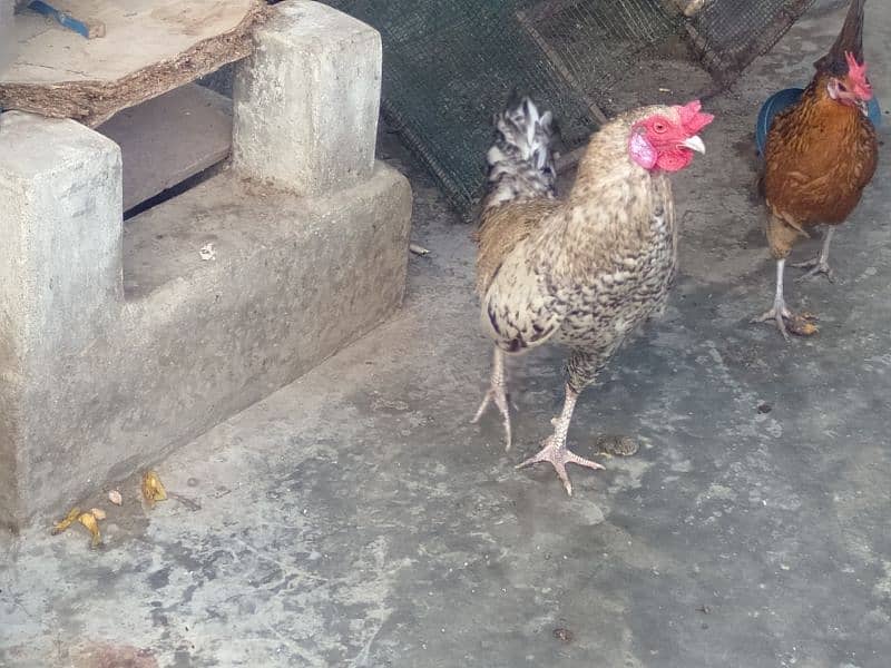 emergency hens for sale Whatsapp no. 03278256172 4