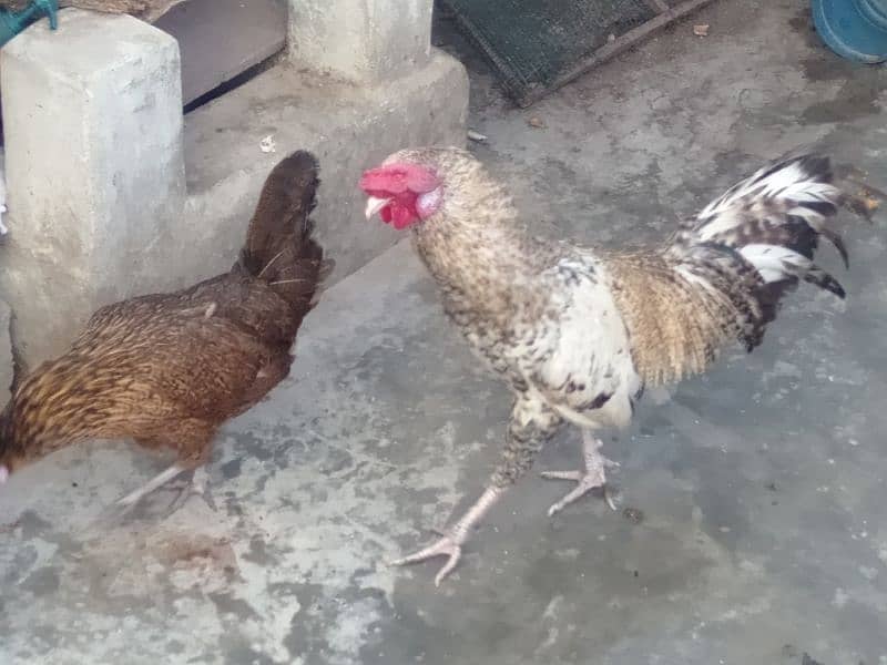 emergency hens for sale Whatsapp no. 03278256172 5