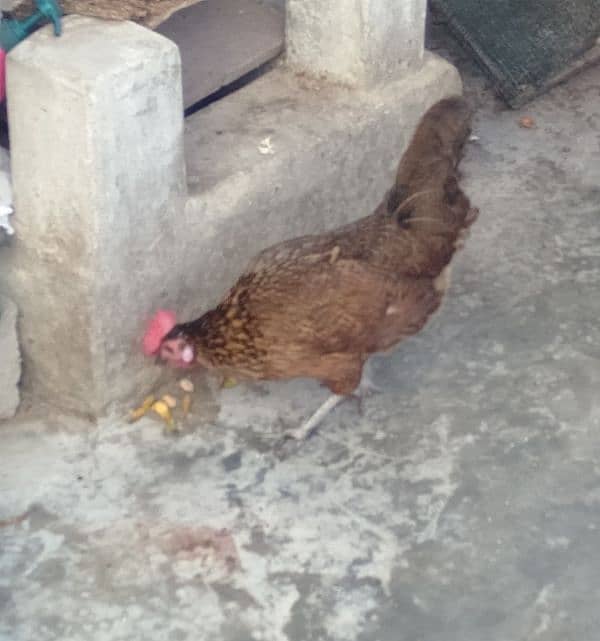 emergency hens for sale Whatsapp no. 03278256172 6