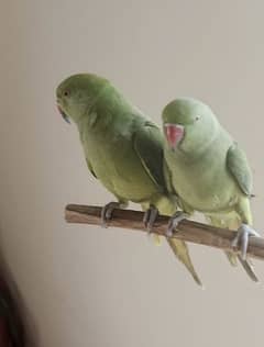 green parrot pair