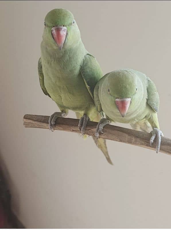 green parrot pair 1