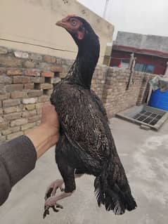 mainwali aseel 3 madiya for sale 03125493963 WhatsApp