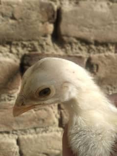 Heera Chick for sale All 5000