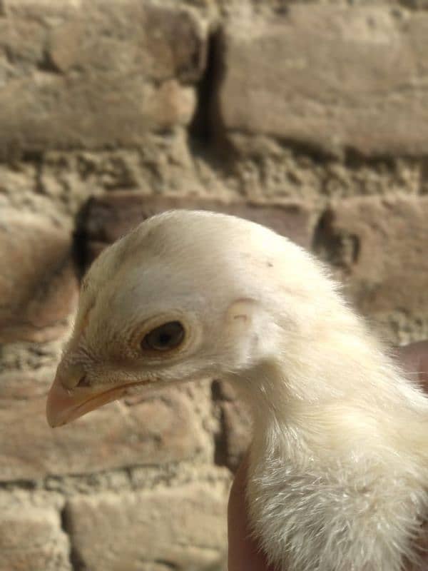 Heera Chick for sale All 5000 0