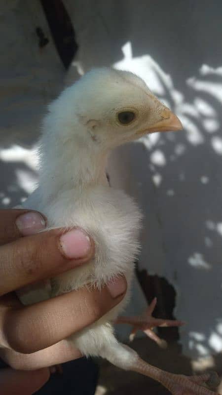 Heera Chick for sale All 5000 1