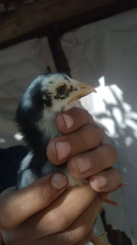 Heera Chick for sale All 5000 2