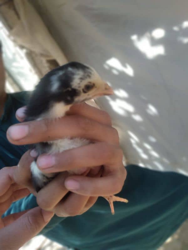 Heera Chick for sale All 5000 3