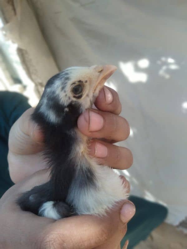 Heera Chick for sale All 5000 4