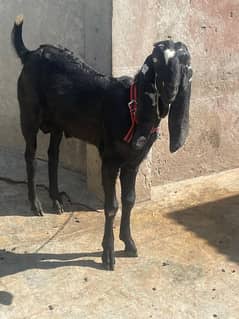 Desi bakra