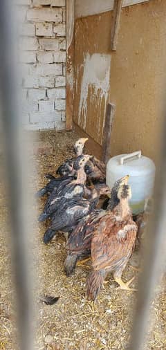 Aseel Chicks For Sell