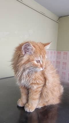 3 month triple coated persion cat