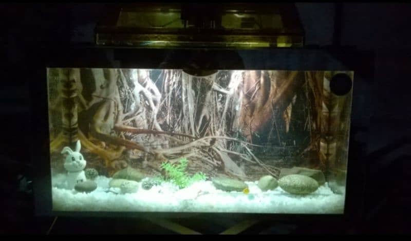 brownie best aquarium 8