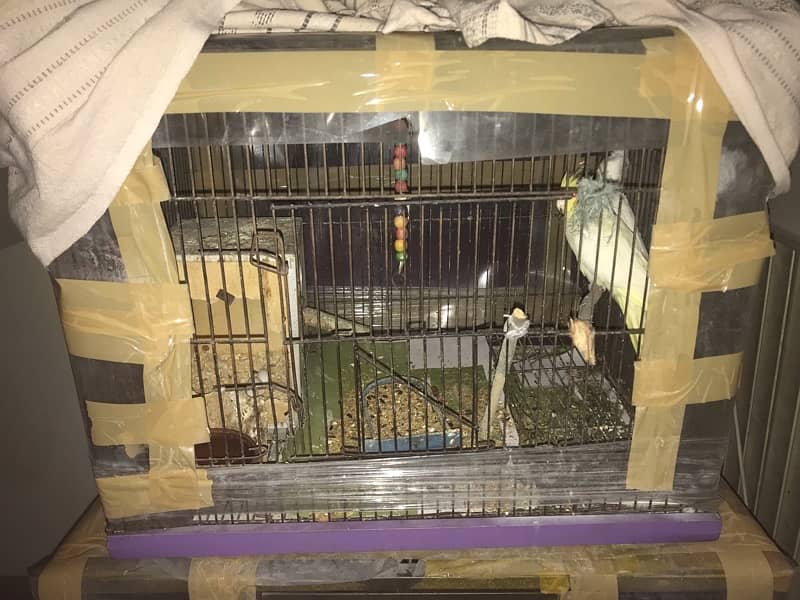 Cocktail parrot for sale with cage 0