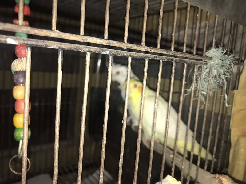 Cocktail parrot for sale with cage 1