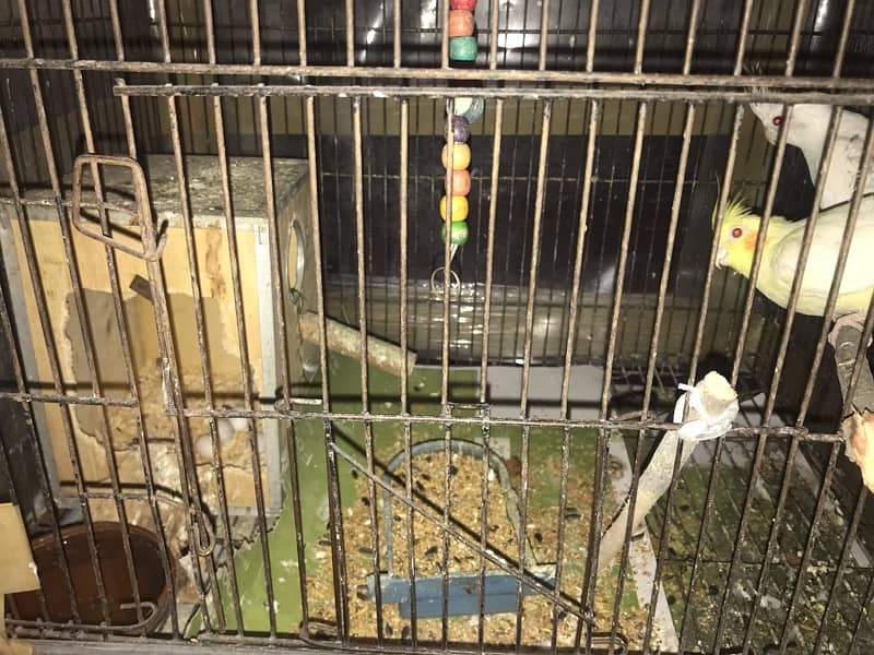 Cocktail parrot for sale with cage 2