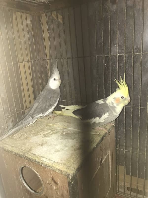 Cocktail parrot for sale with cage 3