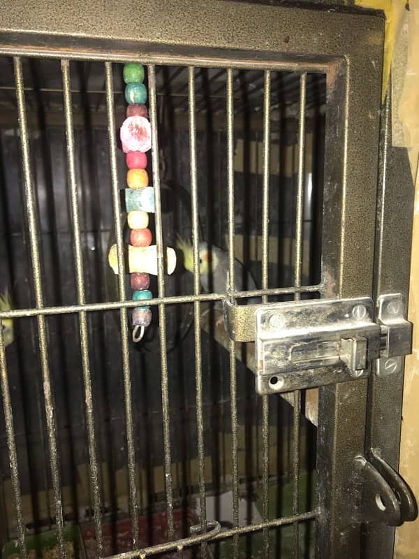 Cocktail parrot for sale with cage 4