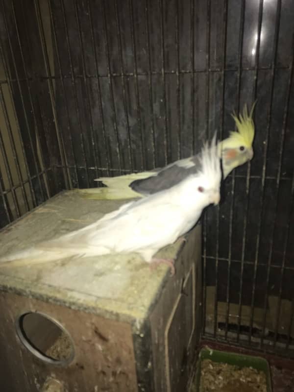 Cocktail parrot for sale with cage 6