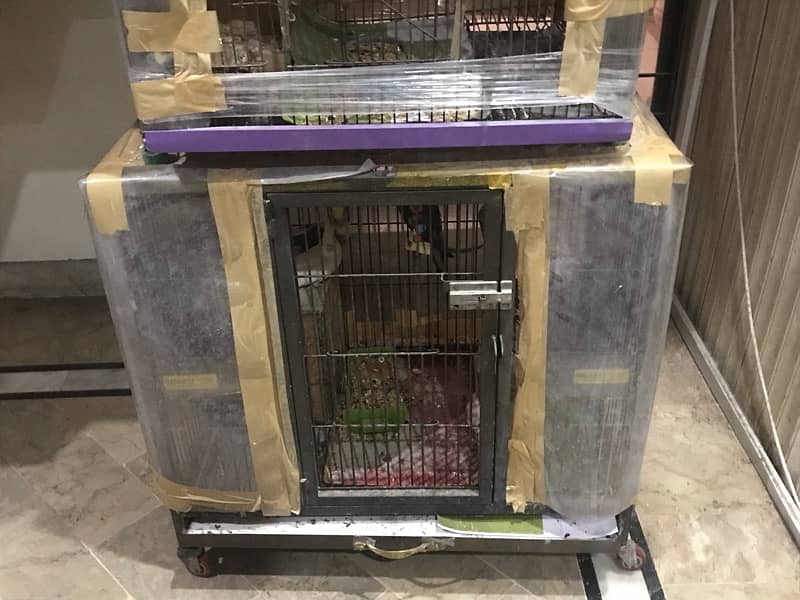 Cocktail parrot for sale with cage 7