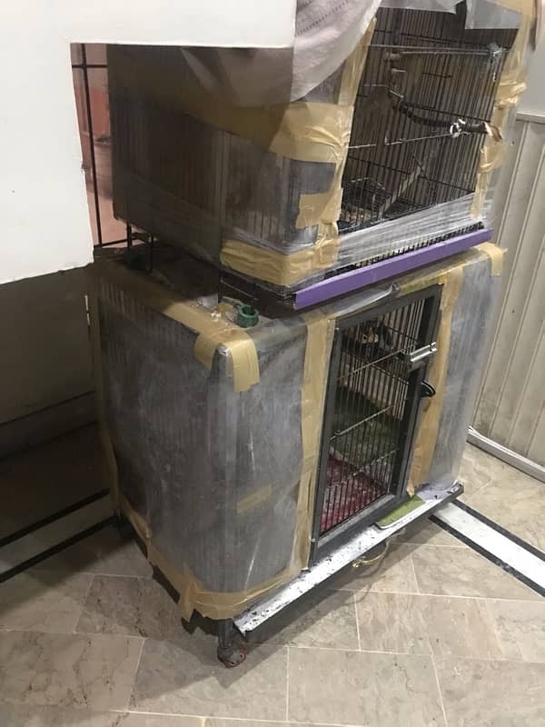 Cocktail parrot for sale with cage 9