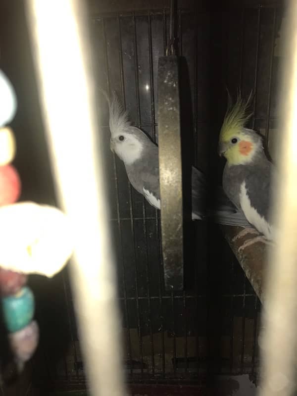 Cocktail parrot for sale with cage 10