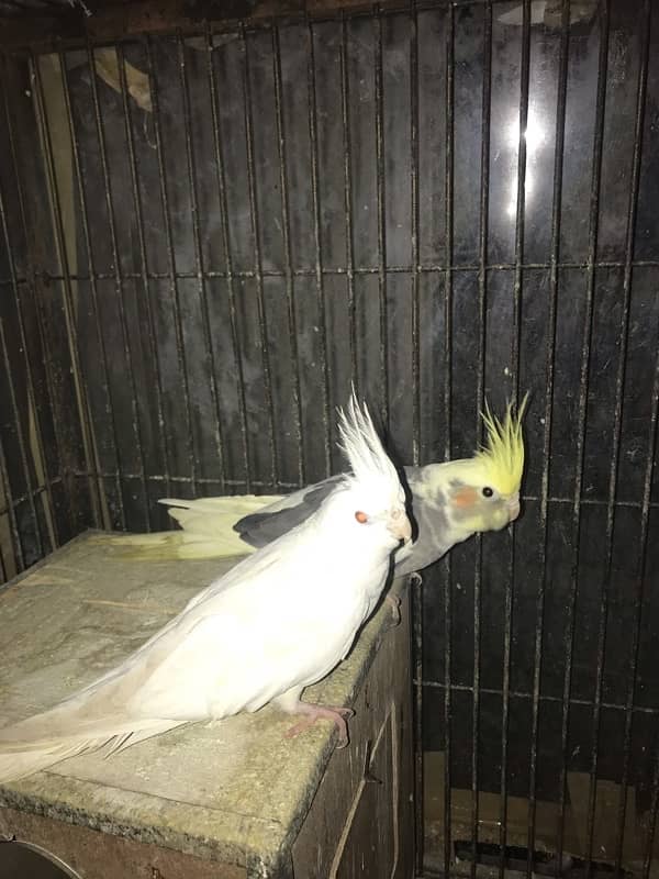 Cocktail parrot for sale with cage 13