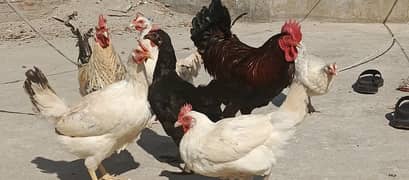 Desi hens home breeds / golden misri for sale