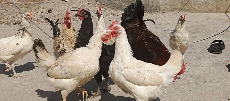 Desi hens home breeds / golden misri for sale 1