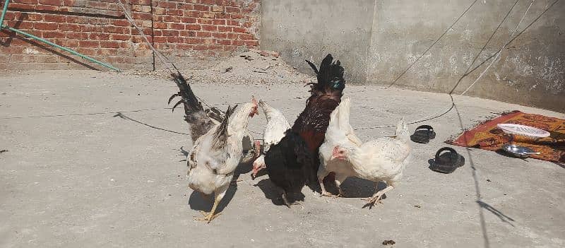 Desi hens home breeds / golden misri for sale 2