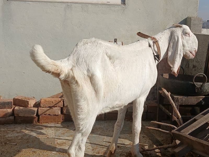 gulabi goat 1