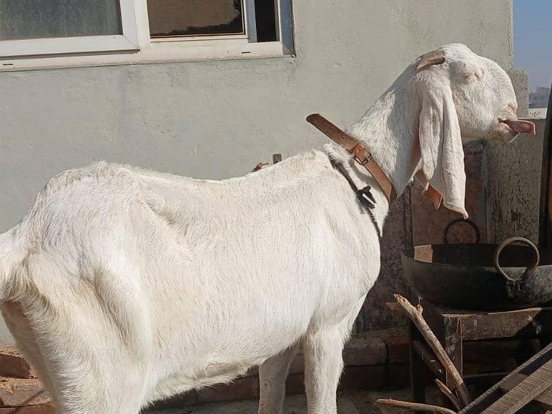 gulabi goat 2