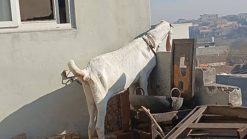 gulabi goat 3