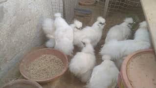 silkies blue ear