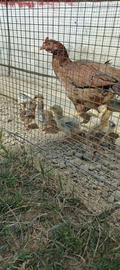 aseel chicks for sale