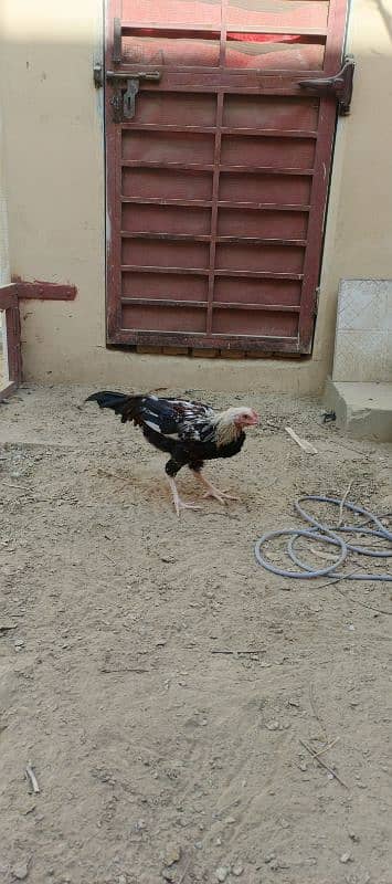 aseel chicks for sale 3