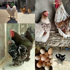 BRAHMA / WYANDOTTE/ COCHIN & FANCY HENS EGGS