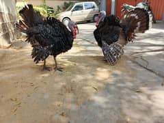 Turkey Hen 2 Male age 9 month healthy and active for sale 03456005015