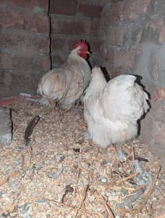 bantam Pair for sel