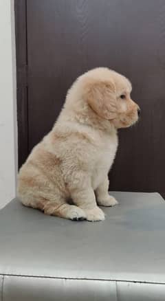 golden retriever puppy for sale