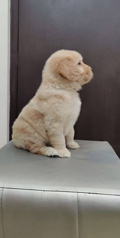 golden retriever puppy for sale 1