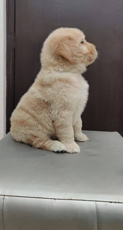 golden retriever puppy for sale 2