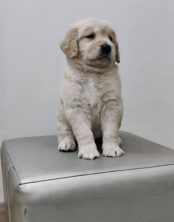 golden retriever puppy for sale 5