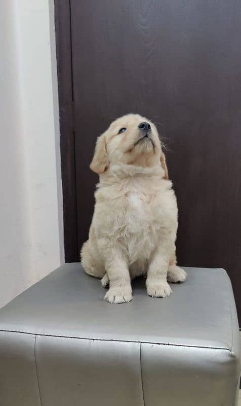 golden retriever puppy for sale 7