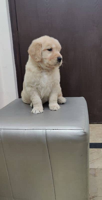 golden retriever puppy for sale 8