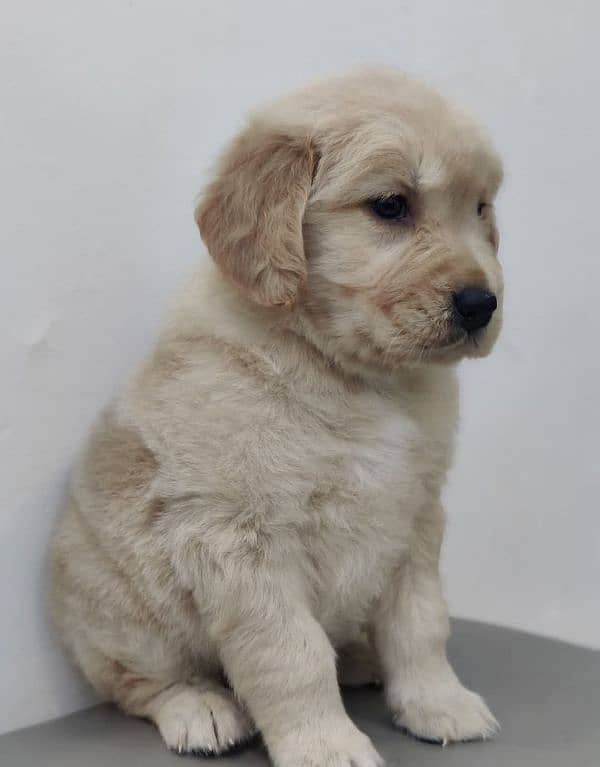 golden retriever puppy for sale 9