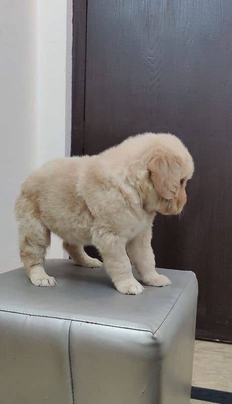 golden retriever puppy for sale 10