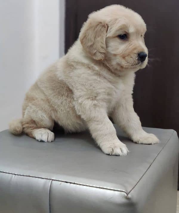 golden retriever puppy for sale 11