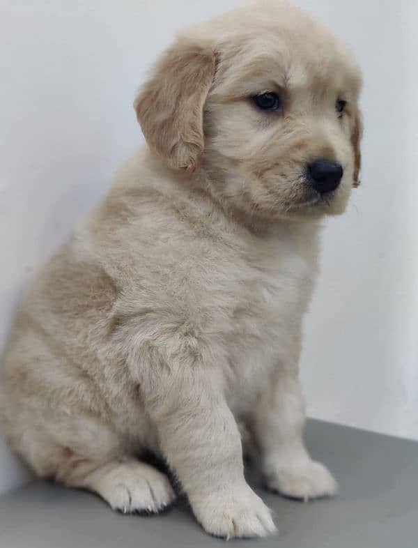 golden retriever puppy for sale 12