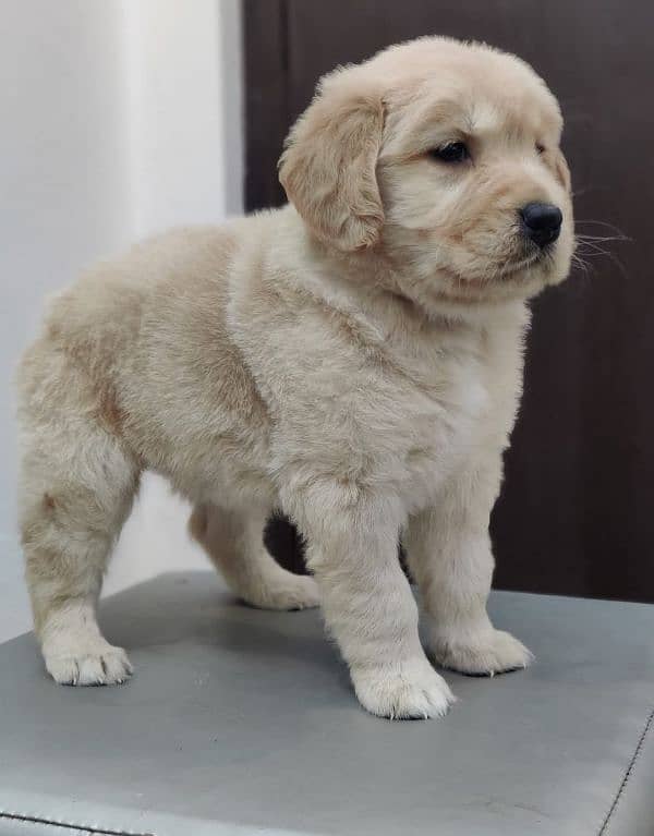 golden retriever puppy for sale 14